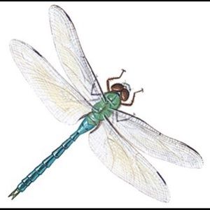 Dragonfly Choice